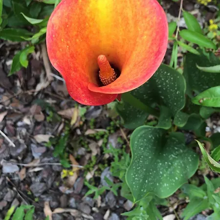 Le Petit Jardin بيت للعطل Estampes